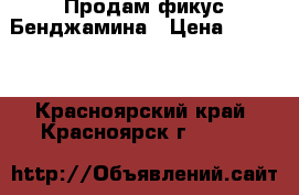 Продам фикус Бенджамина › Цена ­ 1 000 - Красноярский край, Красноярск г.  »    